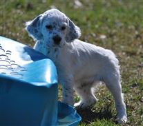 Click for large image