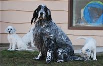 Click for large image