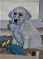 Click for large image