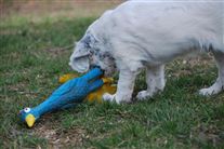 Click for large image