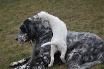 Click for large image