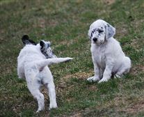 Click for large image