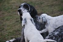 Click for large image