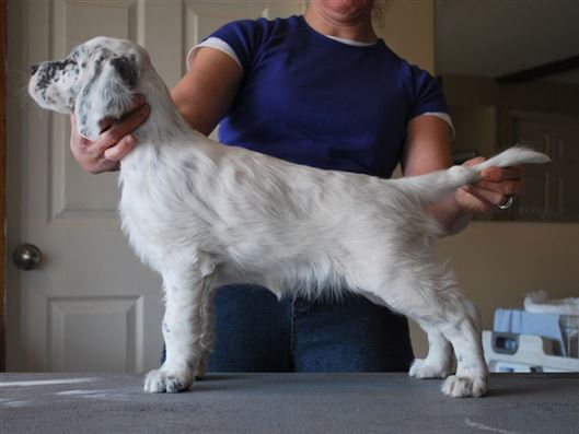 Click for large image