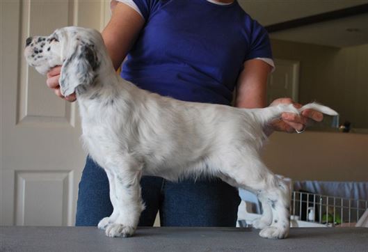 Click for large image