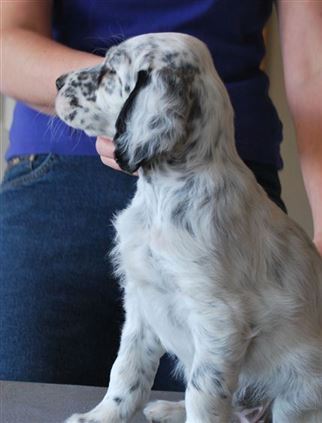 Click for large image