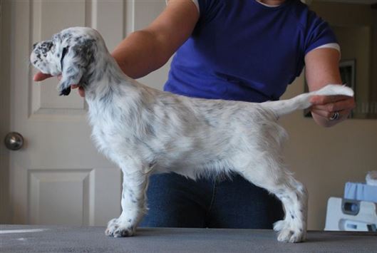 Click for large image