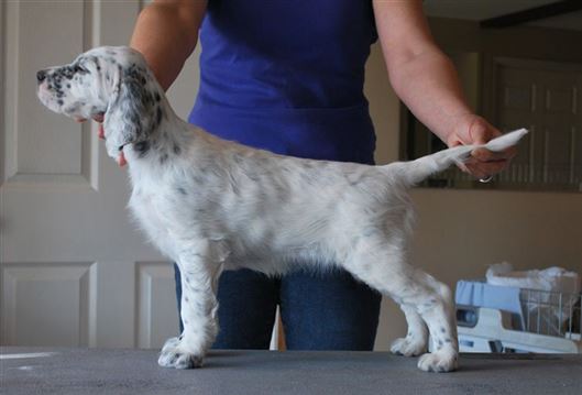 Click for large image