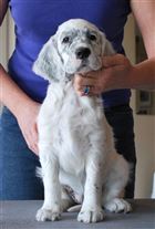 Click for large image