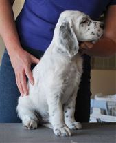 Click for large image