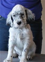 Click for large image