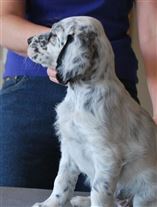 Click for large image