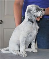 Click for large image