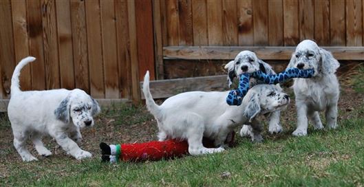 Click for large image