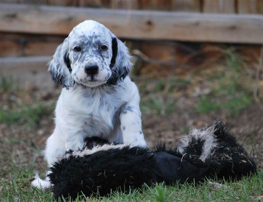 Click for large image