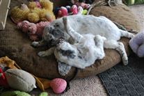 Click for large image