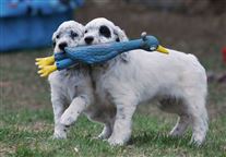 Click for large image