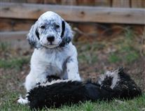 Click for large image