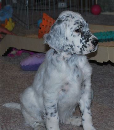 Click for large image