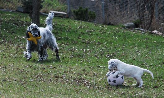 Click for large image