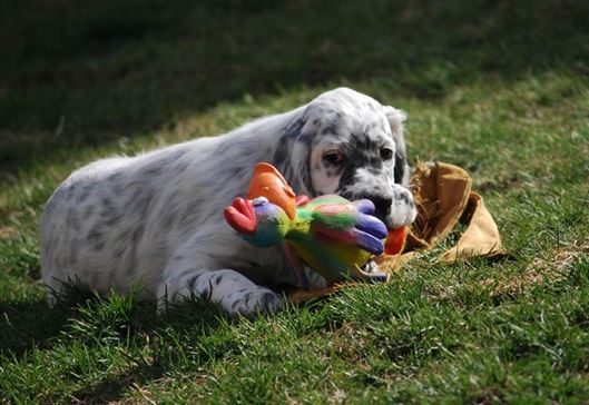 Click for large image