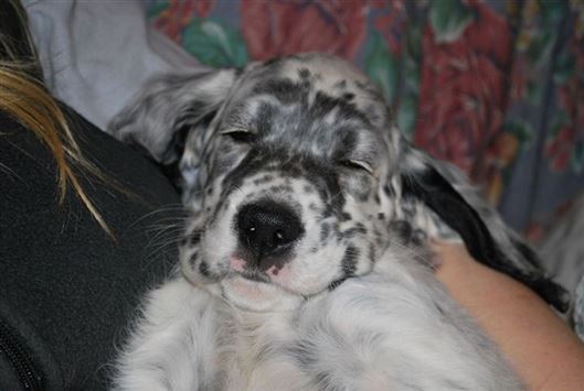 Click for large image