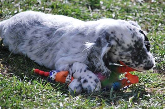 Click for large image