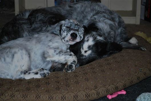 Click for large image