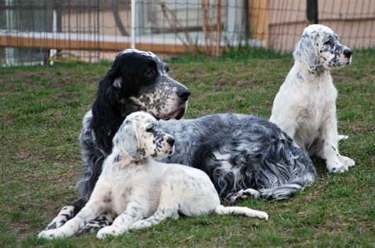 Click for large image