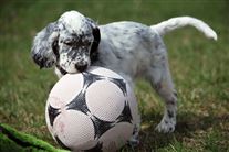 Click for large image