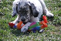 Click for large image