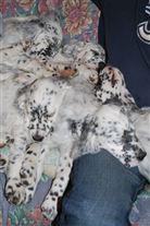 Click for large image