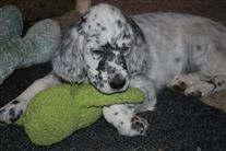 Click for large image