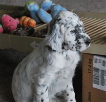 Click for large image