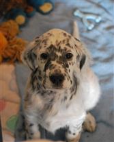 Click for large image