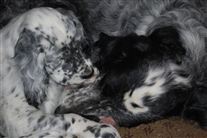 Click for large image