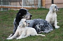 Click for large image