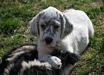 Click for large image