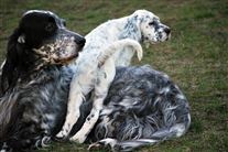 Click for large image