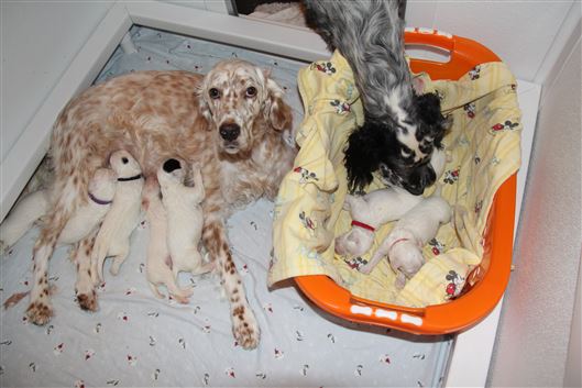 Click for large image