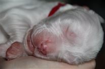 Click for large image