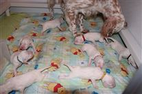 Click for large image