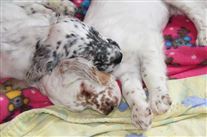 Click for large image