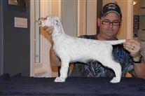 Click for large image