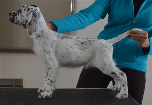 Click for large image