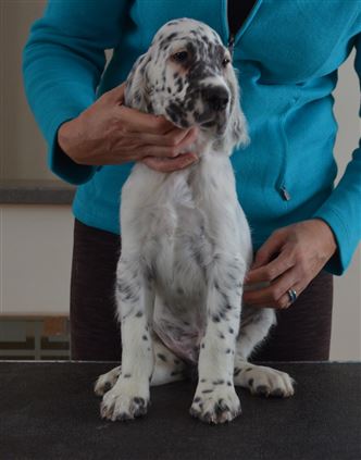 Click for large image