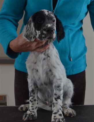 Click for large image