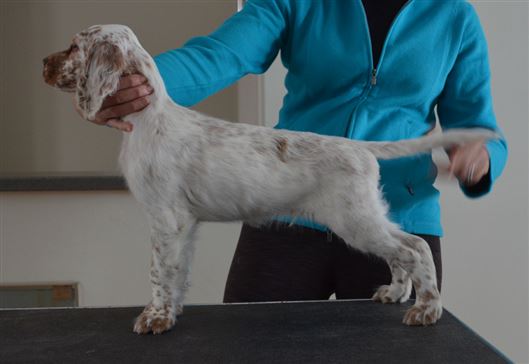 Click for large image