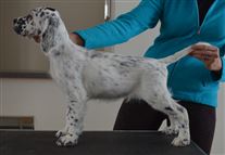 Click for large image