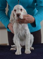 Click for large image